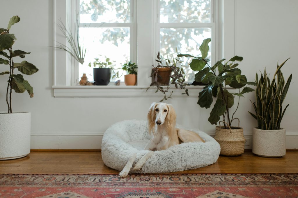 A dog on a dog bed in an apartment.